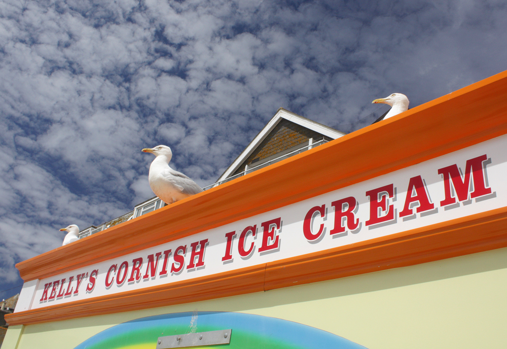 gulls st ives.jpg